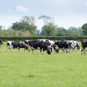 Organic milk sales appear to be on the up with an increase in price from March onwards
