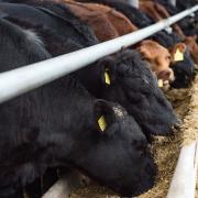 Finished cattle prices are as much as 40+p per dead kg up on the year
