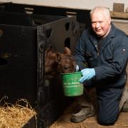 John Harvey from Drum Farm, making sure this newly born calf has his fill   Ref:RH2704201002  Rob Haining / The Scottish Farmer