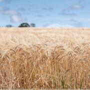 The latest Digital Grain Passport plan has recieved a cold response from farmers Ref:RH120822073  Rob Haining / The Scottish Farmer