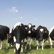 The new appointment is aimed at boosting dairy exports