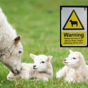 Be careful if you're out and about with your dog this Easter