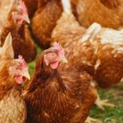 Poultry to be culled after bird flu confirmed at Cumbria business