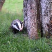 Ministers say that they do plan to end badger culling eventually, but have not given an end date
