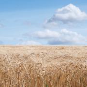 The Swiss Federal Office for the Environment has granted a genetic engineered barley crop to be grown in trials