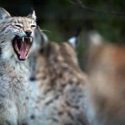 Lynx are a controversial topic in Scotland