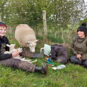 Debbie has had the assistance of young farmer, Finlay Miller to help out with the recording of lambs this year