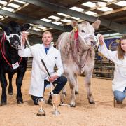 Doing the double, Daniel Hodge(left) took the hoof champion with the Limousin X and the Charolais X took the hook champion, help by Katie Ritchie  Ref:RH200523228  Rob Haining / The Scottish Farmer...