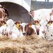 Young calves are vulnerable and underlying disease such as respiratory disease or scours (which cause pain, distress, or weakness) can predispose calves to become rumen drinkers  
   Ref:RH010623033  Rob Haining / The Scottish Farmer