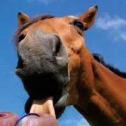 Keeping horses supplied with salt in hot weather means they might need supplmeneted in their feed, as well as salt licks