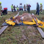 Firefighters and rescue service in the retrieval of a cow from a hillside
