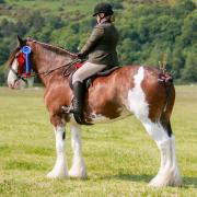 The winning ridden combo at Stirling Show
