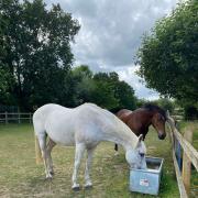 Nutrition experts share advice on how to help your horse beat the heat