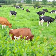 Increased grass growth in GB has kept milk production high