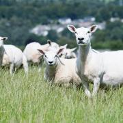 Finish lamb prices should remain firm throughout 2024 according to the Andersons Centre  Ref:RH100723060  Rob Haining / The Scottish Farmer