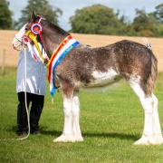 Collessie Aurora from Ronnie Black and family was supreme champion