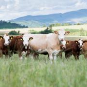 Cattle numbers remain finely balanced and there is concern over the long-term direction of the national suckler beef herd