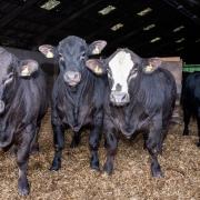 Demand for finished cattle is on the up