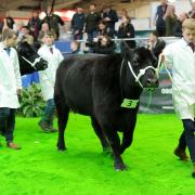AgriScot beef demonstration