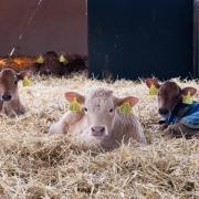 Calves should be disbudded between 2-6 weeks old