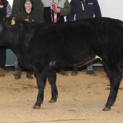 Champion from Green Marsh sold for the top price of £3050