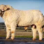 Newlogie Torpedo has been sold privately for £13,000 to the Caylers herd
