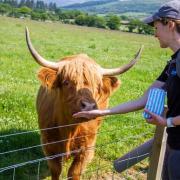 Meeting one of the Highland Cows at Bellevue Farm