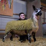 Top priced entry at 4000gns, a Bluefaced Leicester gimmer from the Wight family, Midlock