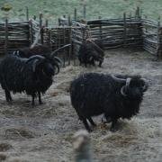 The Cuthbert's sheep as seen in the TV series
