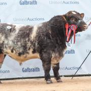 Grant Stephen's Glendual Sammy was overall champion and sale leader at 21,000gns