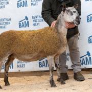 Top priced Bluefaced Leicester at £2300 came from Ashley Caton, Otterburn Lodge