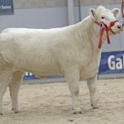 Shorthorn female champion, Balgay Silky Blythsome from Balgay Farms topped the sale at 4000 gns