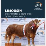 Dyke and Allanfauld buy Loosebeare Tommy for 35,000gns at Carlisle Limousin Sale