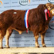Sale leader, Loosebeare Tommy, made 35,000gns for the Quick family