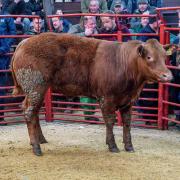 Champion was this Limousin cross bullock from Messrs Gass Nunscleugh, which sold for £1680