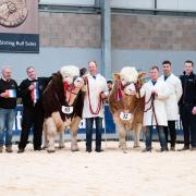 Simmental champion was Overhill House Nikey from Richard McCulloch with the reserve Backmuir Nate, from Reece and Andrew SimmersRob Haining/The Scottish Farmer