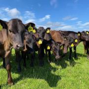 British Wagyu registrations more than doubled in 2023 according to figures from BCMS