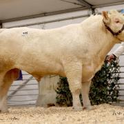 Sale leader at 9200gns was Trevor Phair's Brogher Trump