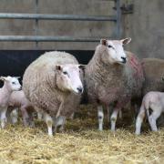 Ewes and lambs MSD FlockCheck
