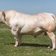 Composite breed of cattle developed specifically for beef on dairy
