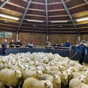 Store lambs in demand at Hexham