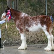 Collessie Alanna from the Blacks stood champion in the Clydesdales.