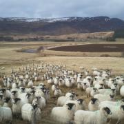 Sheep worrying is a serious issue all over the country