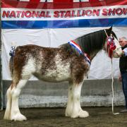 Overall Clydesdale champion, Collessie Alanna from Ronnie Black and sons Mike and Pete