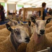 The Wales and Border Ram Sales provide a fundimental part of Welsh agriculture