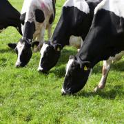 Milk fat can fall when cows are turned out to grass