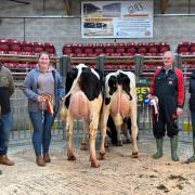 Championship line up from left to right: Henry and John Harry Hitchen, Rachel Nelson of vendors TD Goldie and Son, Wiskemanorherd with the champion and reserve winner from  the Dragonfly family with vendor, David Booth and Helen Whittaker