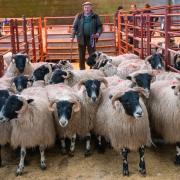 Champion pen from Messrs Jardine, Yett, scaled 47kg and sold for £189 per head