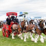 Heavy Horse Turnout Four's Peggyslea's Clydesdales with Ailsa Noble at the reins