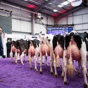 Ben Govett cast his eye over this Holstein line up Ref:RH160324097  Rob Haining / The Scottish Farmer...